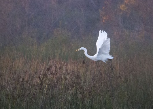 sanjoaquin.  Irvine Commissioner Melissa Fox. melissafoxblog.com.  photo by Geoff Fox.