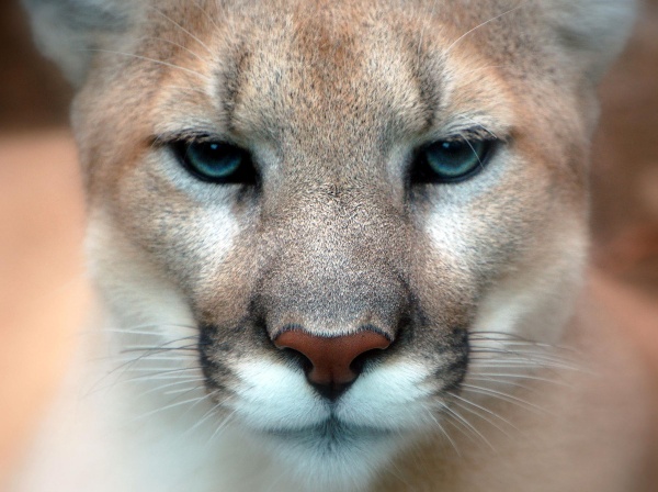 mountain lion.01