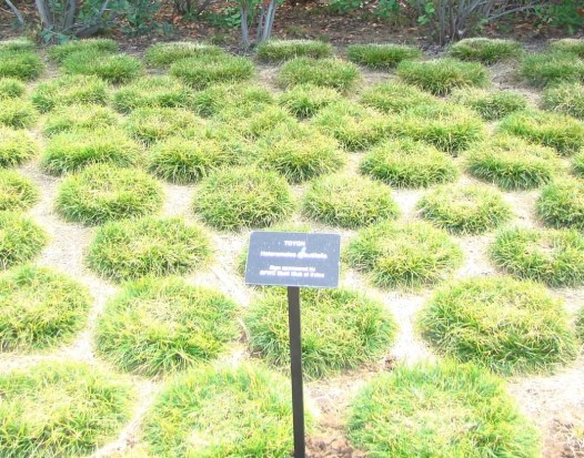 Melissa Fox, Melissa Fox for Irvine, melissajoifox, melissafoxblog.com