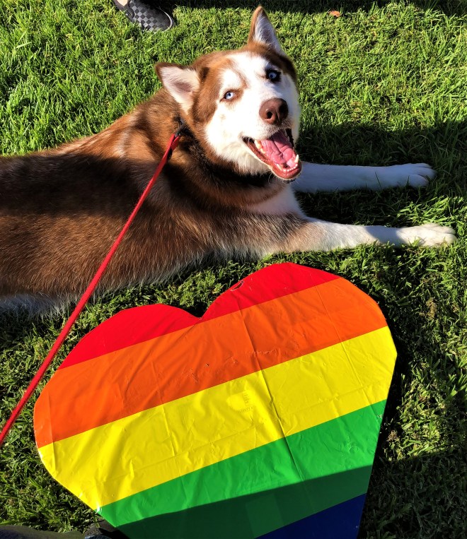 MJF Pride Flag City Hall June2019.04